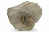 Rare, Spiny Kolihapeltis Trilobite - Top Quality Specimen #243841-4